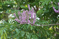 Lonchocarpus minimiflorus